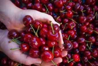 A un mes del G20, las cerezas argentinas llegan a China