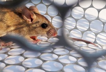 Hantavirus en Salta: muri� un joven de 28 a�os y ya son 11 las v�ctimas fatales en todo el pa�s