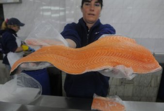 Chefs prestigiosos, en pie de guerra contra la cr�a de salm�n