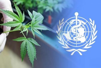La OMS propone eliminar el cannabis del listado de drogas peligrosas
