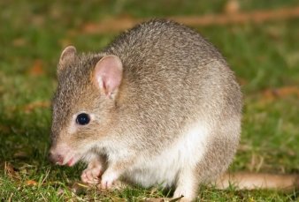 Un ratn australiano, el primer mamfero que se extingui por el cambio climtico