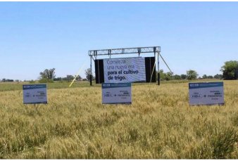 Argentina da un paso clave para aprobar el primer trigo transg�nico del mundo