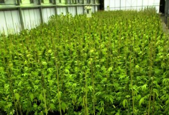 El primer "unicornio" productor de cannabis desembarca en el pa�s