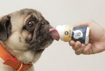 Un snack bebible para perros comienza a exportarse