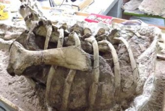 Un dinosaurio hervboro, nueva pieza paleontolgica en Neuqun