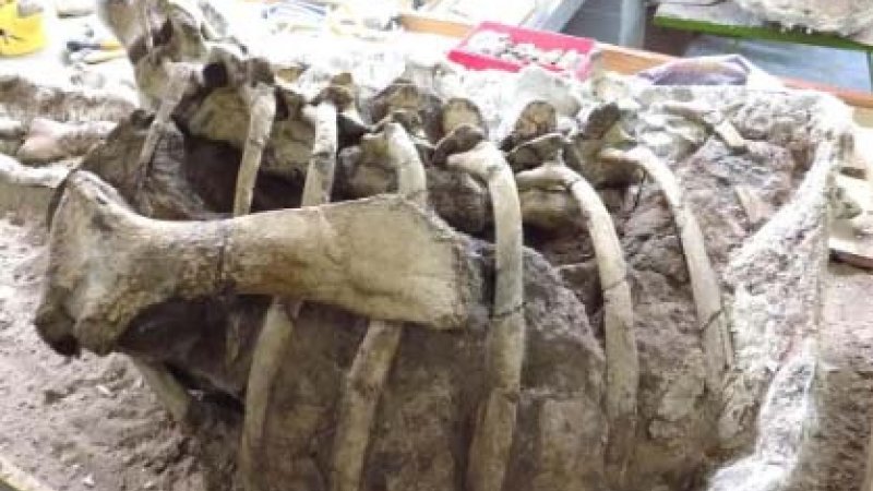 Un Dinosaurio Hervíboro Nueva Pieza Paleontológica En Neuquén Ejes De Comunicación 0543