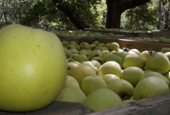 Autorizan el envo a Brasil de manzanas de Ro Negro y Neuqun