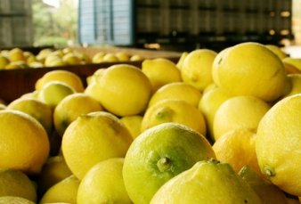 Un paro de transportistas en Tucumn afecta la exportacin de limones