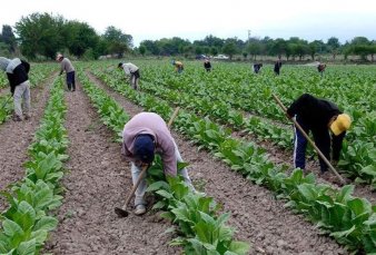 Productores tabacaleros de Jujuy piden emergencia econmica
