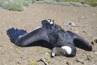 Alerta en Mendoza por ms muertes de cndores