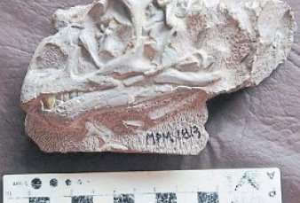 Afirman que un dinosaurio que vivi en la Patagonia "gateaba" cuando era beb