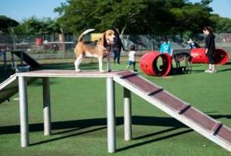Perros porteos: ya tienen un parque exclusivo, una app y un community manager
