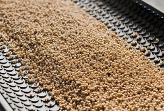 Excluyeron la importaci�n de soja de la tasa de estad�stica