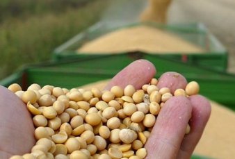 Suben fuerte las exportaciones de soja sin procesar