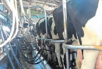 Un tambo de Entre Ros, habilitado por la UE para exportar leche a Europa