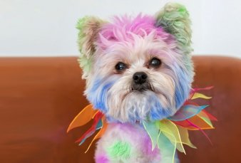 Maltrato animal. Multarn a quienes abandonen sus mascotas o les tian el pelo