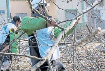 Arranc la poda de invierno y ya se puede pedir que corten ramas y races de los rboles