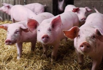 Por la peste porcina, no habr� cerdos en la Rural