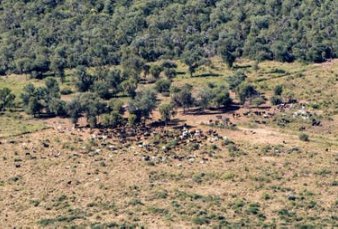 Bosques: el Chaco es uno de los 11 lugares con mayor deforestacin