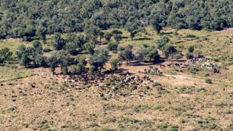 Bosques el Chaco es uno de los 11 lugares con mayor deforestaci n