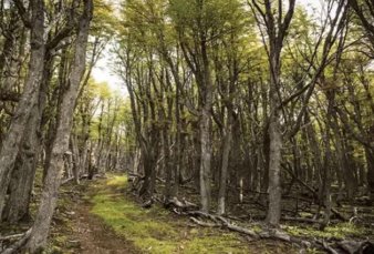Preocupacin de cientficos por bosques nativos en Crdoba