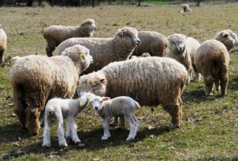 Entre Ros: impulso a productores de ganado ovino