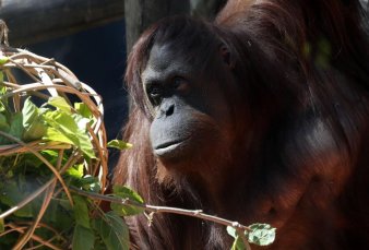 La orangutana Sandra se va del ex Zoo porteo a un santuario de EE.UU.