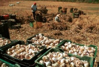 Mendoza y Brasil le ganan a China una pelea por la venta de ajo
