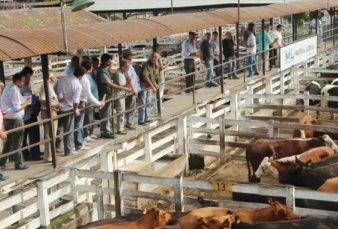 Un parque temtico gauchesco ocupar el predio del Mercado de Hacienda de Liniers