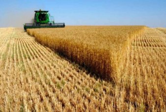Argentina perder�a US$300 M por apertura de trigo en Brasil