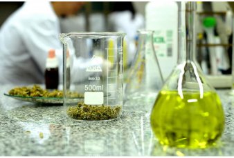 En el primer ensayo oficial del pas, el aceite de cannabis fue exitoso en el 80% de los casos