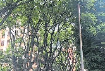 Florecieron las tipas, los rboles que "lloran" en las calles porteas