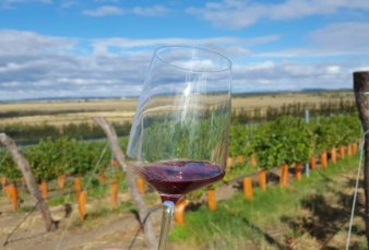 Bulgheroni invierte en vinos orgnicos en la Patagonia