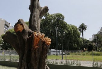 Podaron un gomero de ms de 90 aos que daba sombra al canil de la Plaza Lavalle