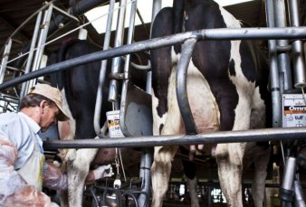 Casi 1000 tambos cerraron el a�o pasado por efecto de la crisis