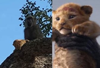 El Rey Le�n en la vida real: Rafiki y Simba en Sud�frica