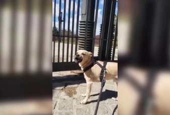 Coronavirus - Conmovedor llanto de un perro que no pudo ingresar a un parque cerrado