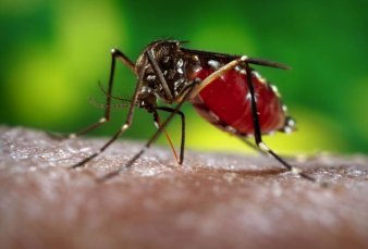 Dengue. La otra epidemia ya atraviesa su pico de contagios y afecta a barrios porte�os