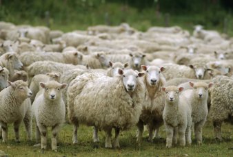 Anuncian primera exportaci�n de producci�n ovina a China