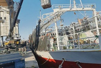 Rcord de descarga de calamar en el puerto de Mar del Plata