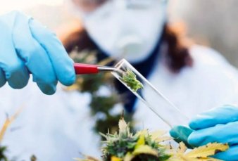 Chubut crea una empresa estatal de cannabis medicinal