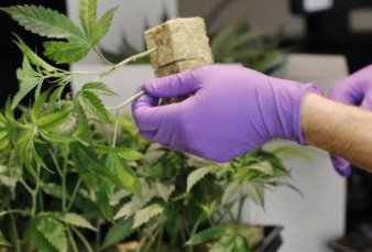 Cannabis medicinal: el Gobierno podr�a habilitar el cultivo personal