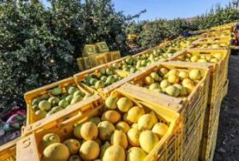 Suspenden temporalmente venta de limones a la UE