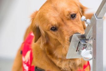 La UBA entrena perros para que puedan detectar coronavirus a trav�s del olfato