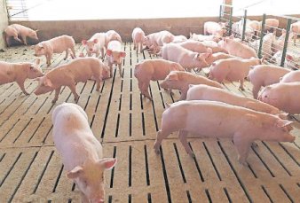 Pol�mica por un acuerdo con China para producir cerdos en la Argentina