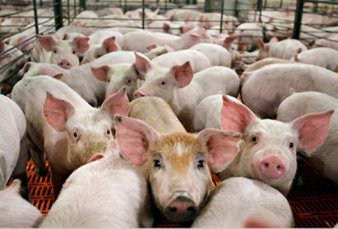 Presi�n ecologista aplaza un negocio con China por u$s 10.000 millones