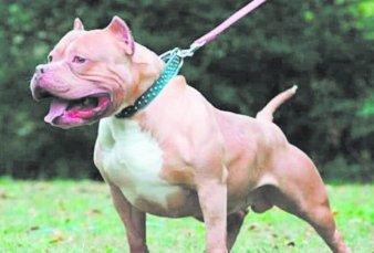 Once provincias buscan controlar la tenencia de perros y evitar ataques