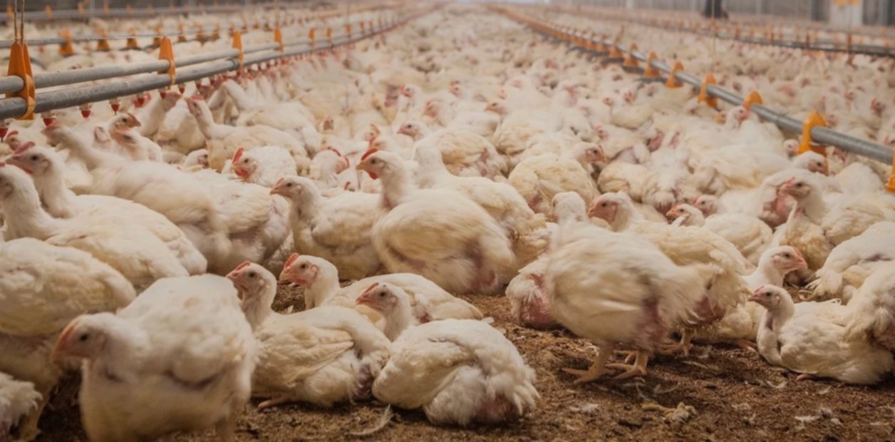 Por el precio, el consumo de pollo llega a 50 kilos per cápita e iguala a  la carne | Ejes de Comunicación