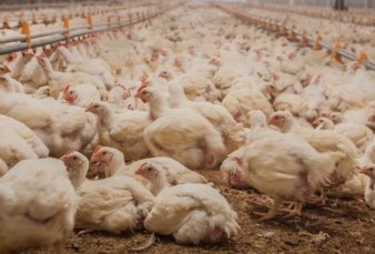 Por el precio, el consumo de pollo llega a 50 kilos per cpita e iguala a la carne