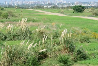 Un ex basural de Villa Dom�nico, rumbo a transformarse en un paseo ecol�gico